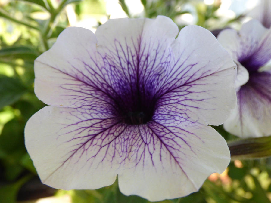 Purple Variegated Petunia Photograph by Jean Merrill - Fine Art America