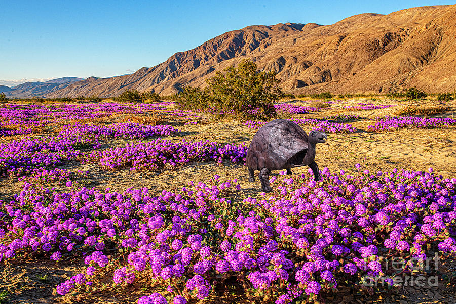 Purple Verbana and Tortus at Coyote Canyon Photograph by Daniel Hebard