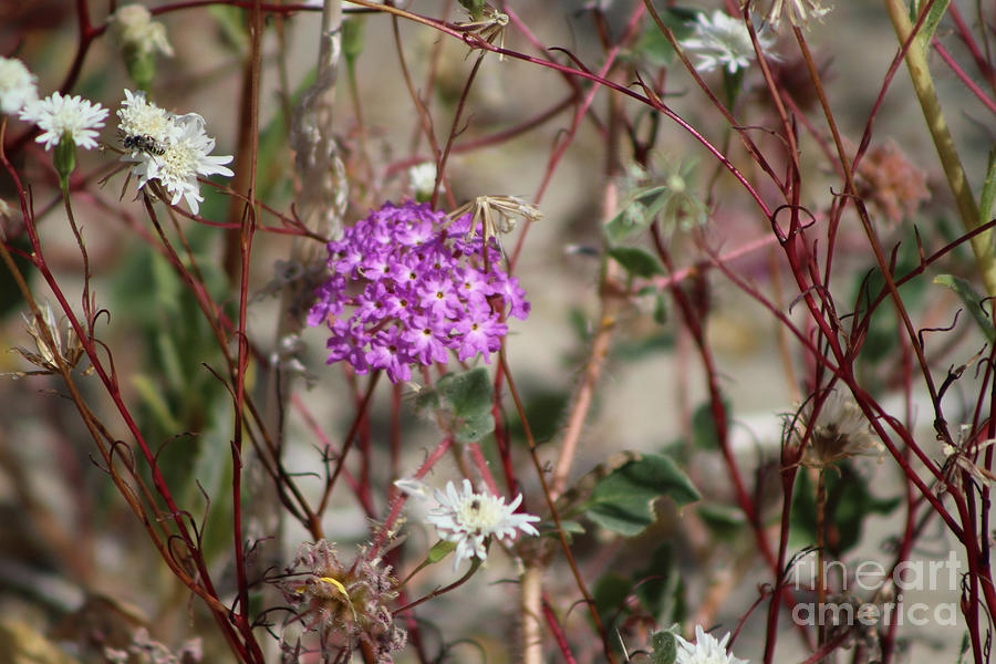 Purple Verbena And White Pincushion Wildflowers Coachella Valley Wildlife Preserve Photograph by Colleen Cornelius