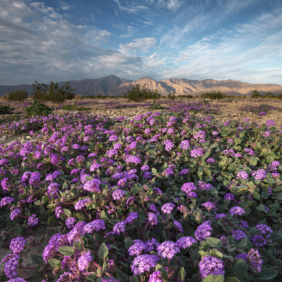 San Diego Photograph - Purple Verbena at Anza Borrego by William Dunigan