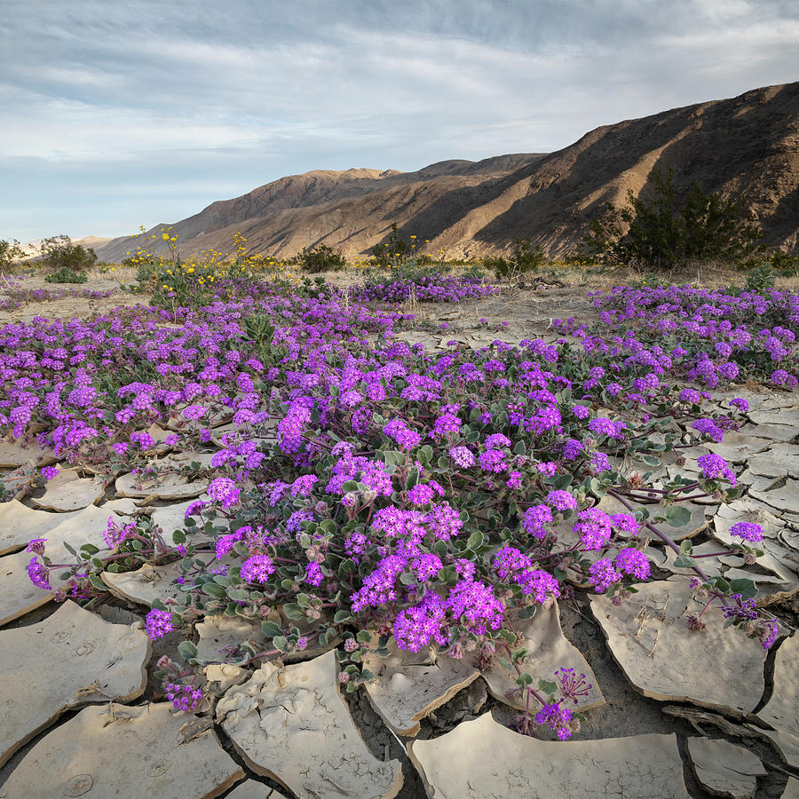Purple Verbena in Cracked Soil Photograph by William Dunigan