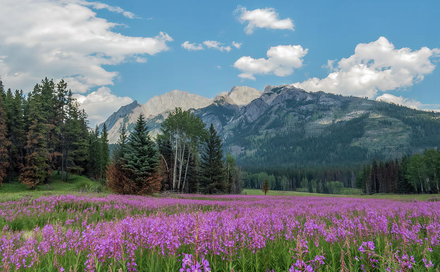 Purple Vetch And Mountains Photograph