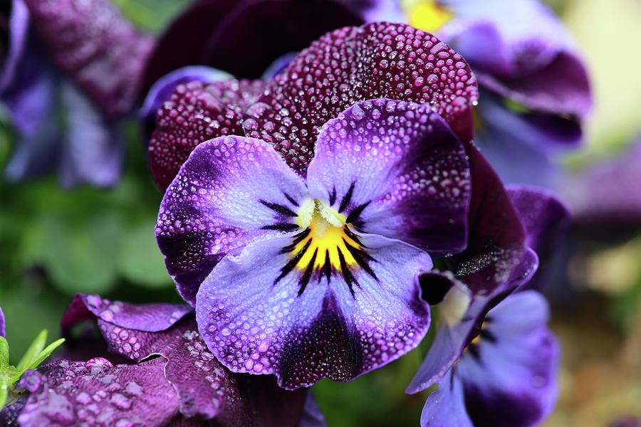 Purple Viola Photograph by Stamp City