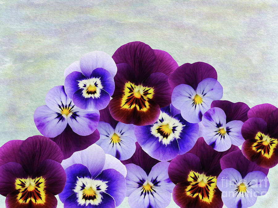 Purple Violets Photograph by Laura D Young - Fine Art America