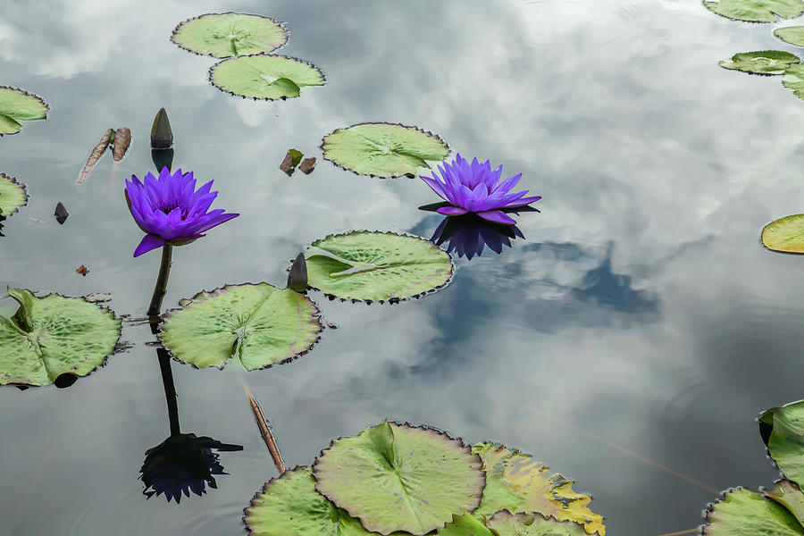 Purple Water Lilies and Pads Photograph by Cate Franklyn