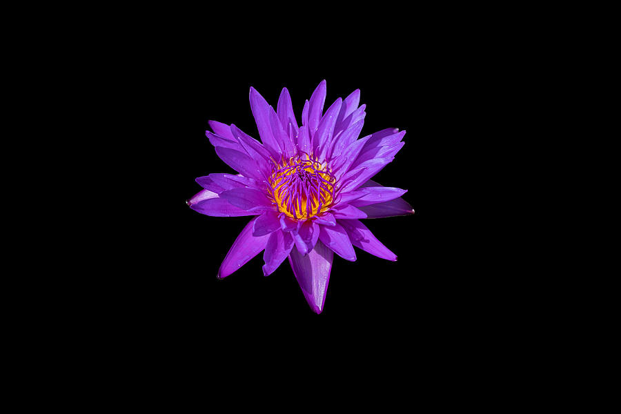 Purple Water Lily Black Background Photograph