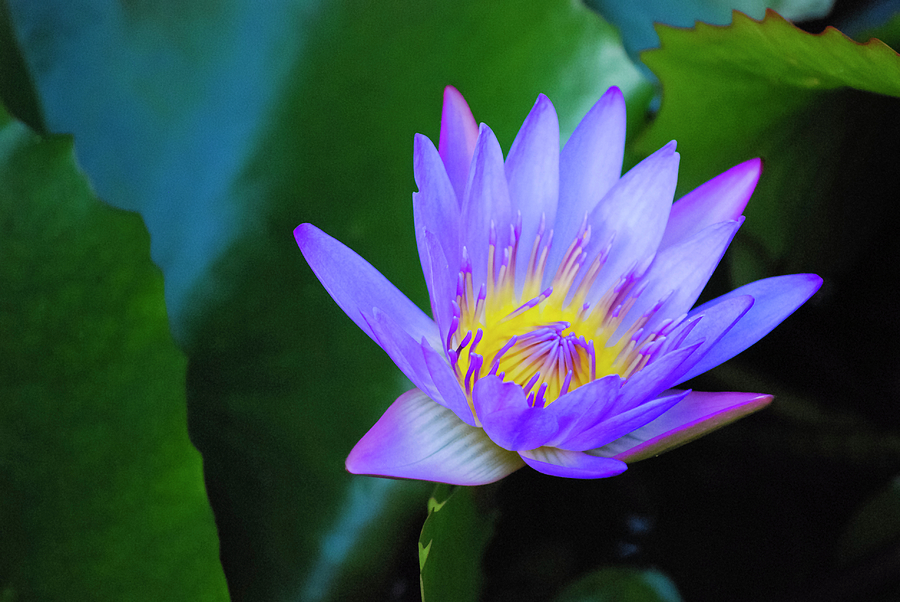 Purple Water Lily Photograph