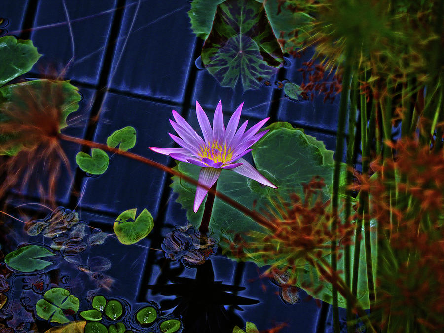 Purple Water Lily Photograph by Cordia Murphy