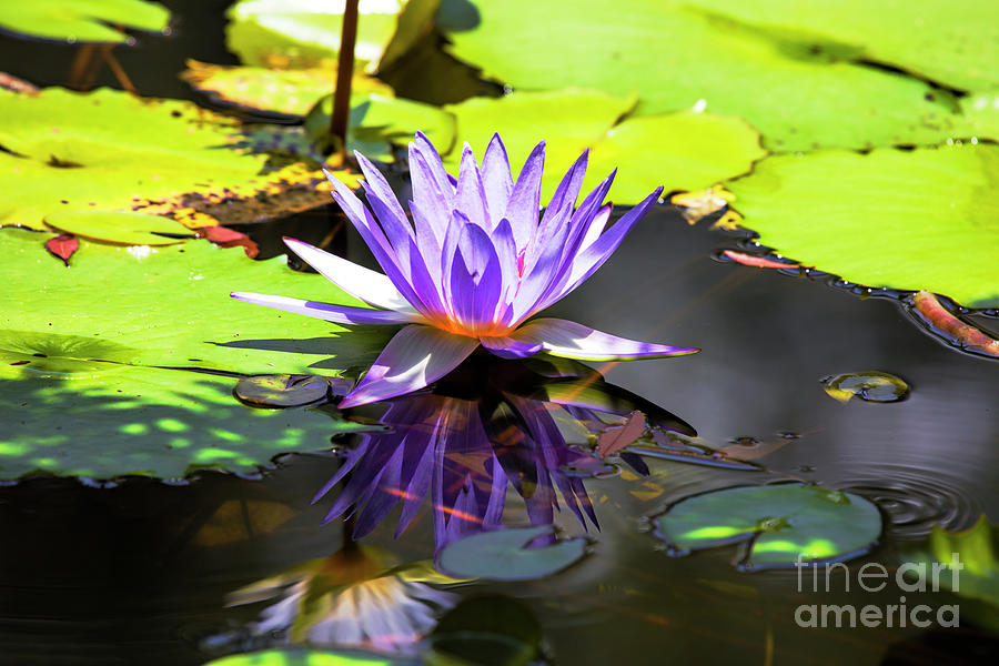 Purple Water Lily Photograph by Felix Lai