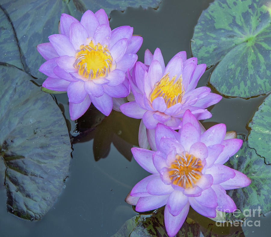Purple water lilies Photograph by Juli Scalzi