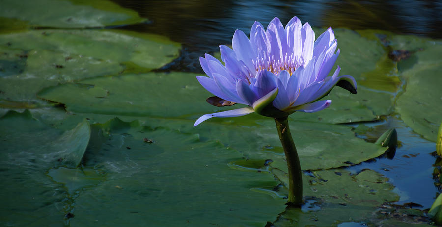 Purple water lily Photograph by Gabriella Sjolander Photography - Fine ...