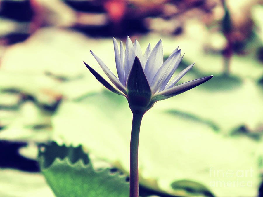 Water Lily Photograph - Purple Water Lily II by Felix Lai Water Lily Photograph - Purple Water Lily II by Felix Lai