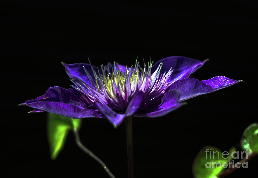Purple Water Lily Photograph by Michelle Meenawong | Fine Art America