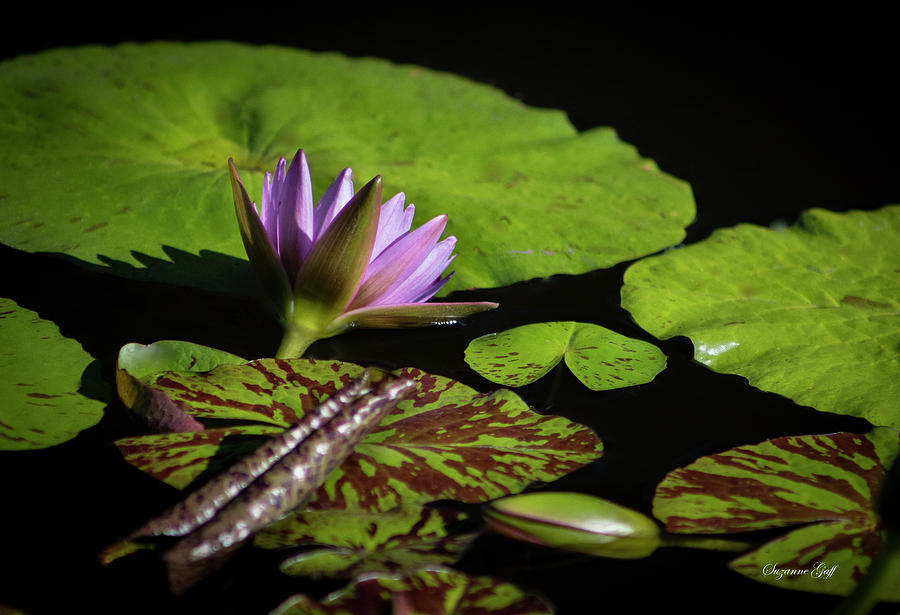 Purple Water Lily Seeking the Sun II Photograph by Suzanne Gaff