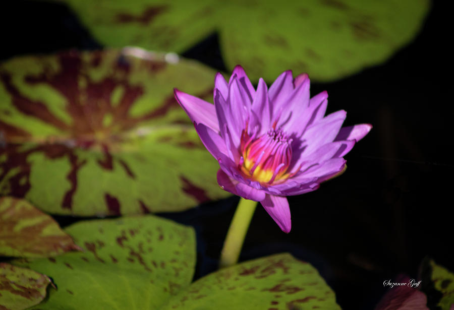 Purple Water Lily Seeking the Sun Photograph by Suzanne Gaff