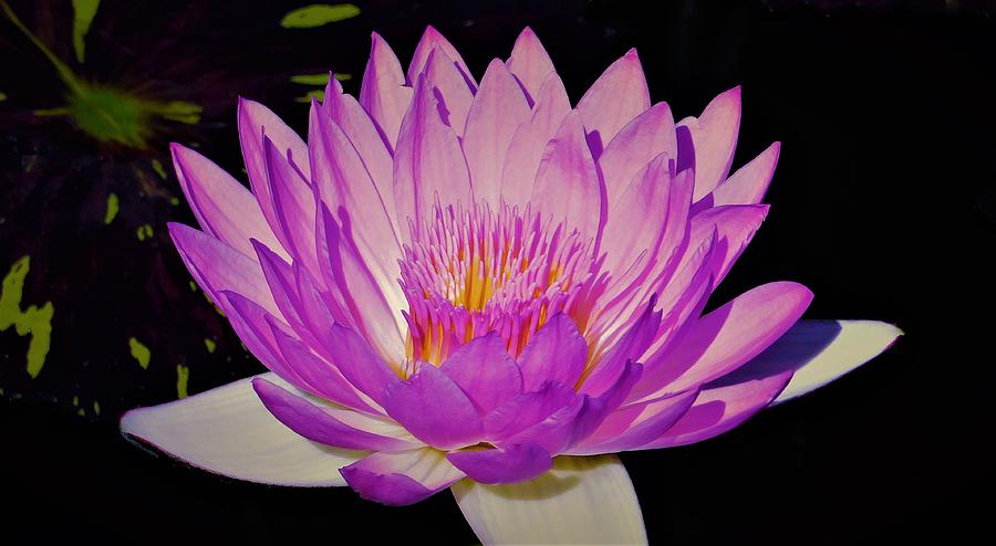 - Purple Water Lily Photograph by THERESA Nye