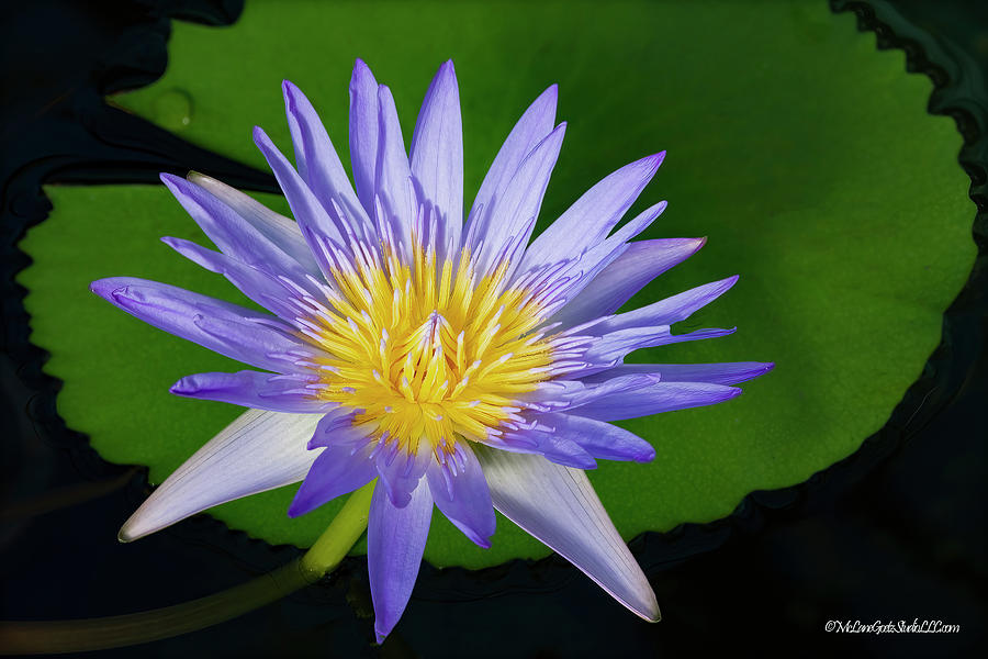 Purple Waterlily Photograph