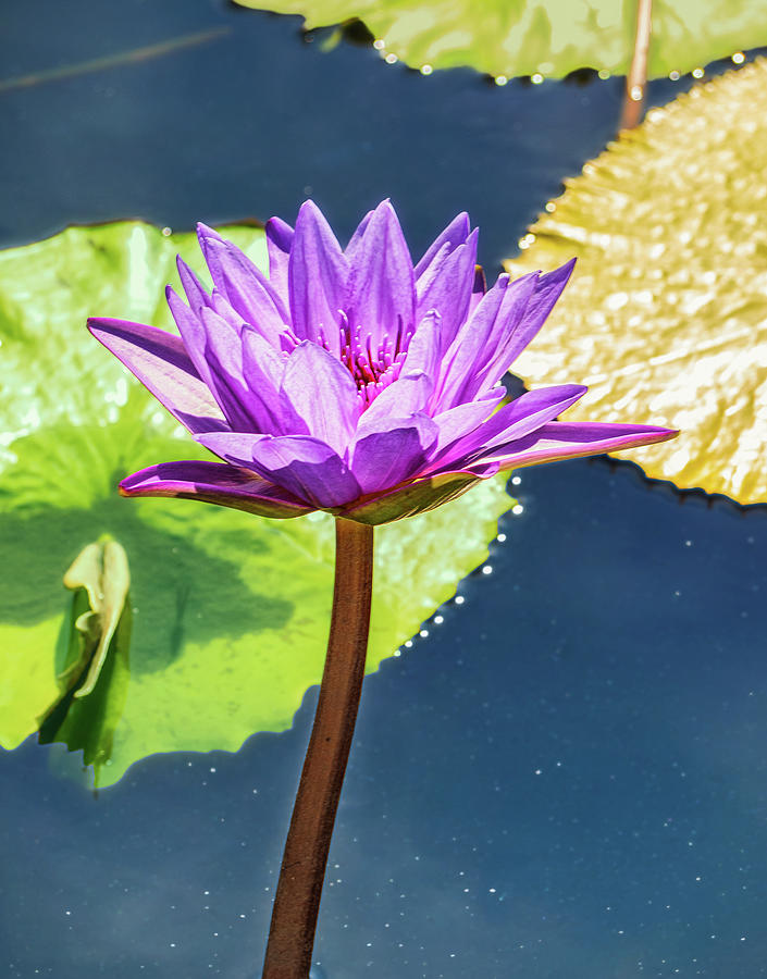 Purple Waterlily Photograph