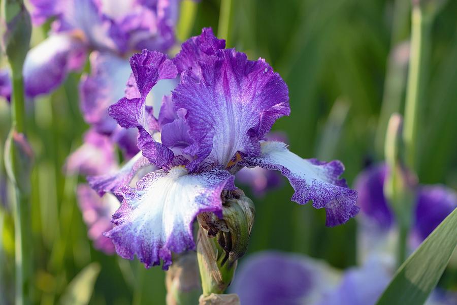 Purple White Iris in Sunlight Photograph by Joseph Skompski
