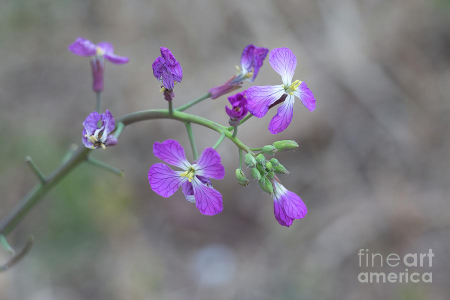 Morro Bay Photograph - Purple wild flower B3539 by Stephen Parker