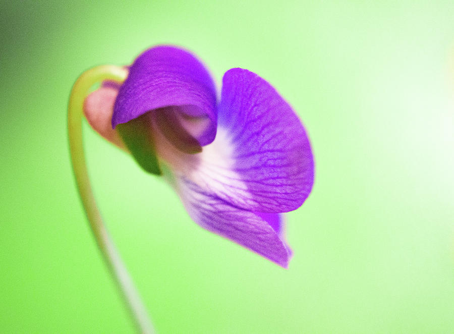Purple Wild Flower Photograph by Joan Han