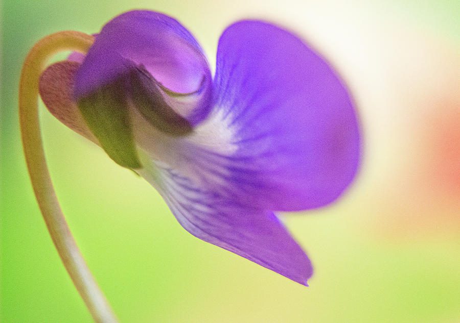 Purple Wild Flower Macro Photograph by Joan Han