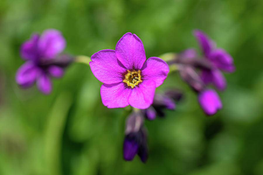 Purple Wild Flower Photograph by Noah Katz