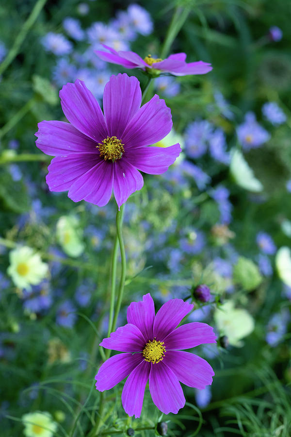 Purple Wild Flowers Photograph by Kim Sowa