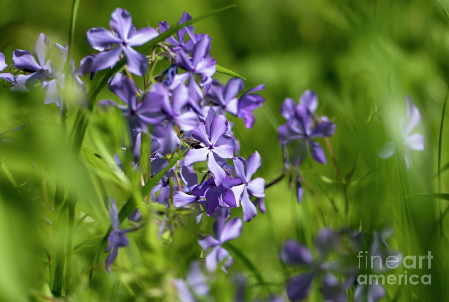 Purple Wild Flowers  Photograph by Sandra Js