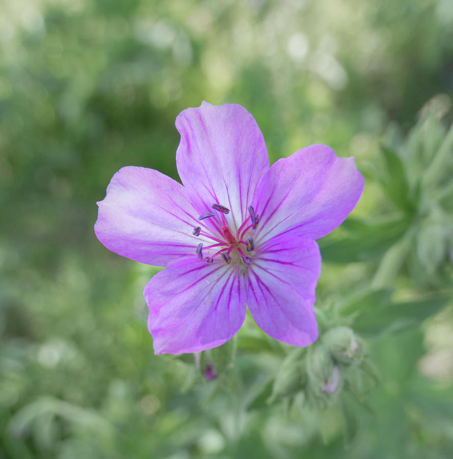Nature Photograph - Purple Wild Geranium by Phil And Karen Rispin