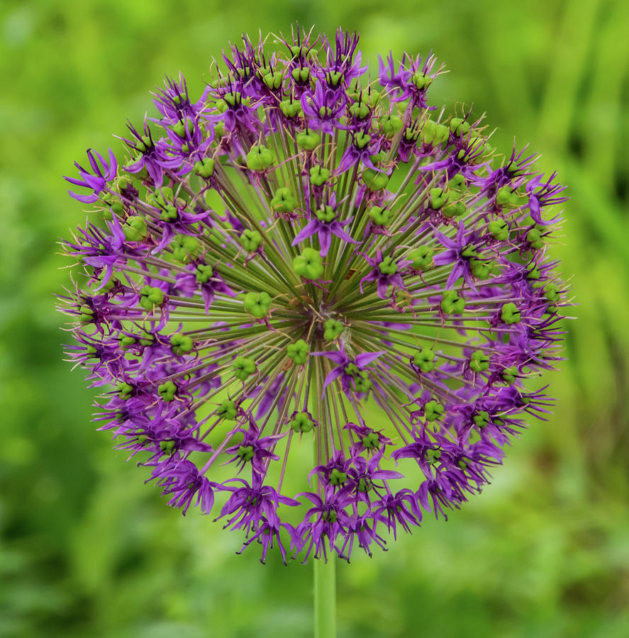 Purple Wild Leek Allium Bloom Photograph by Ann Moore