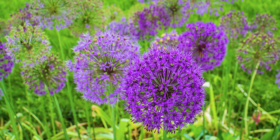 Purple Wild Leek Allium Blooms Photograph by Ann Moore