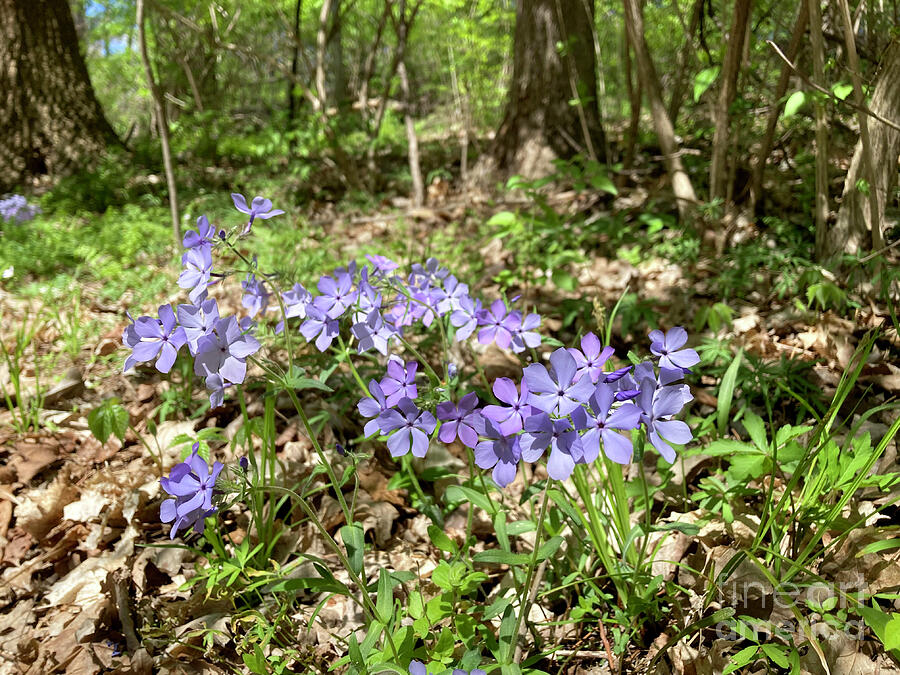 Nature Photograph - Purple wildflower Blue Phlox, Phlox divaricata, growing on fores by Adam Long