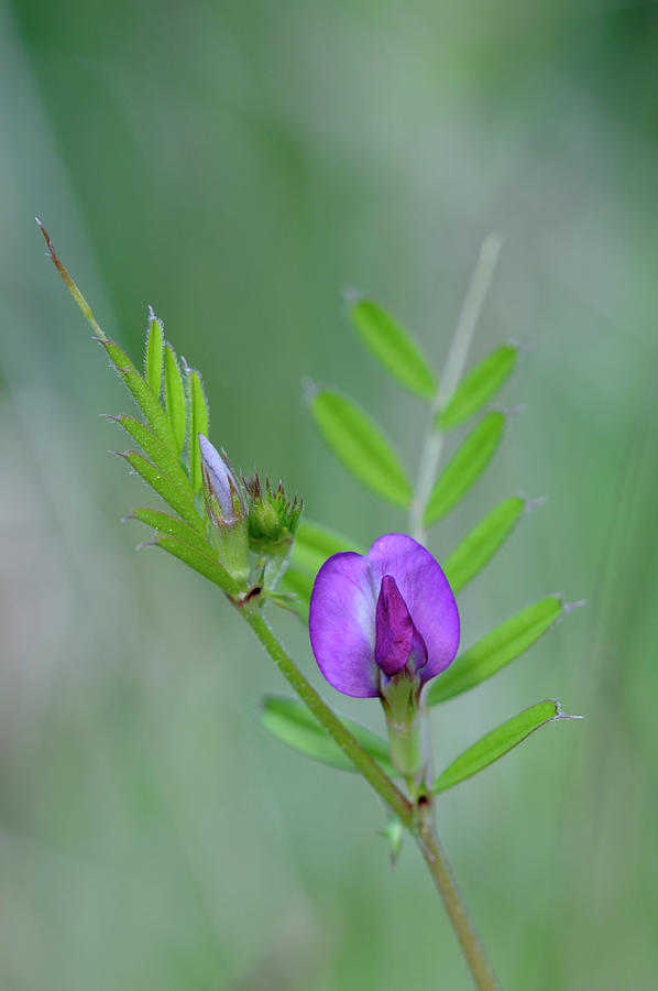 Purple Wildflower, Cowichan Valley, Vancouver Island, British Columbia Photograph