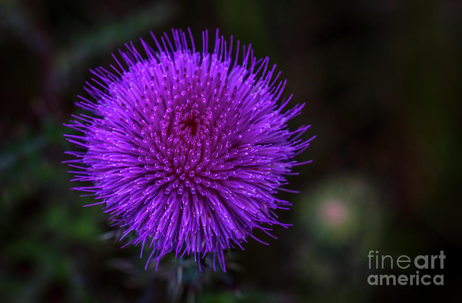 Purple Wildflower Macro Photograph by Tom Claud