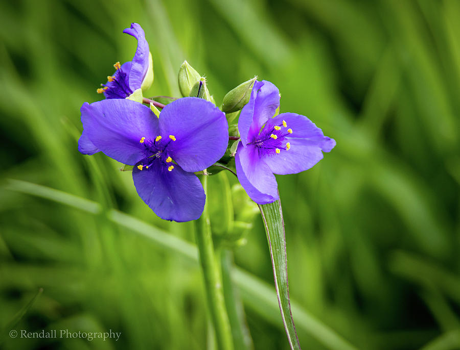 Purple Wildflower Photograph by Pam Rendall