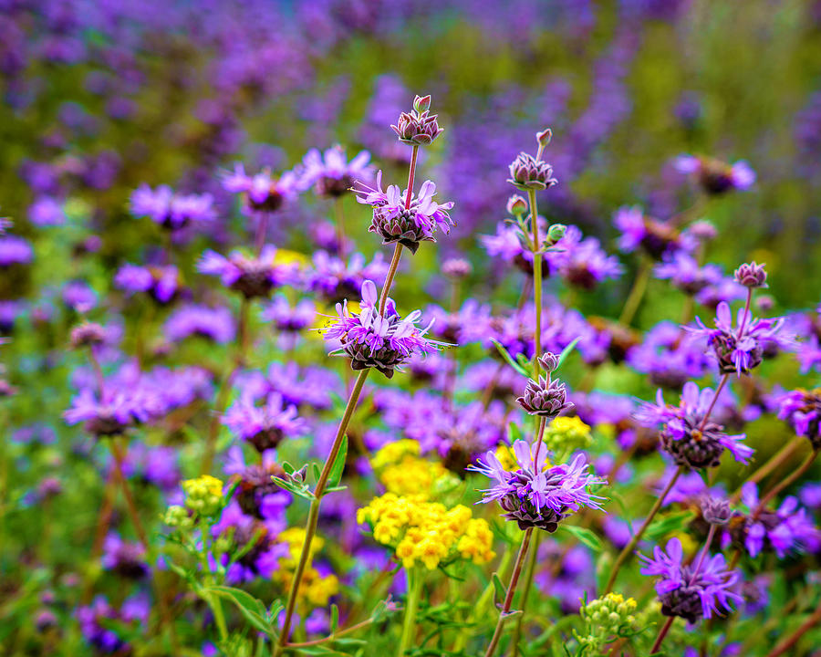 Purple Wildflowers in Spring 4 Photograph by Lindsay Thomson