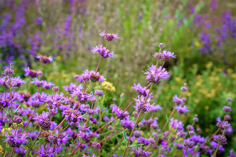 Purple Wildflowers in Spring Photograph by Lindsay Thomson