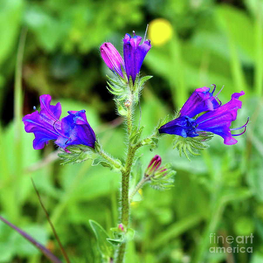 Purple Wildflowers in spring  Photograph by Silva Wischeropp