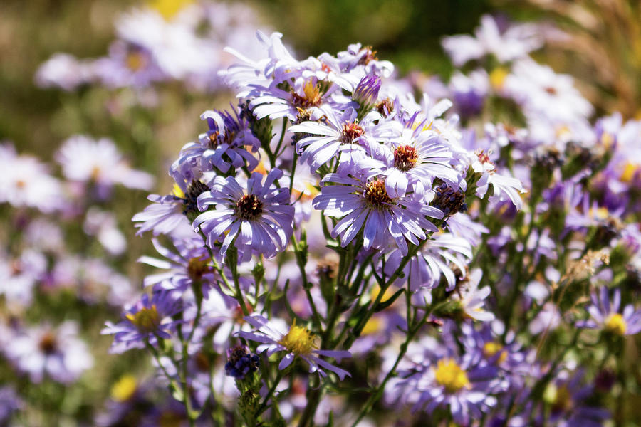 Purple Wildflowers Photograph by K Bradley Washburn