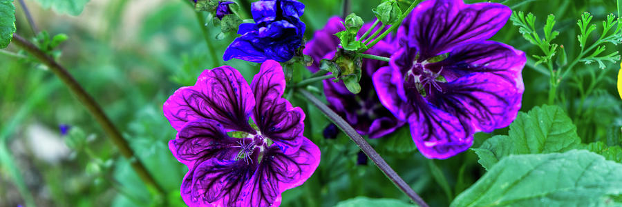 Purple Wildflowers Photograph by Patricia Piotrak