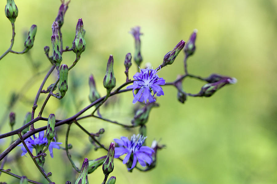 Purple Wildflowers - Woodland Lettuce Photograph by Kathy Clark
