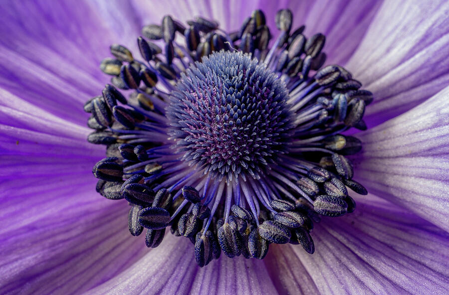 Purple Windflower Photograph by Linda Howes - Fine Art America