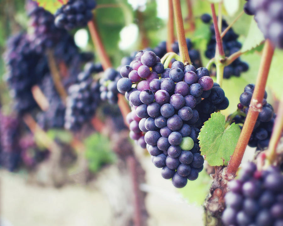 Purple Wine Grapes Photograph by Lupen Grainne