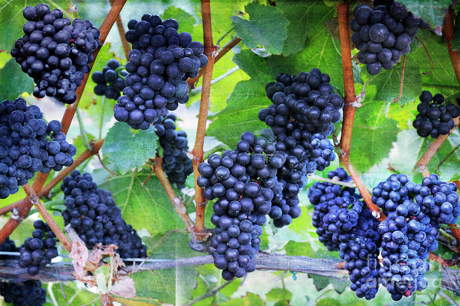 Purple Wine Grapes on Vine Photograph by Barbara McMahon