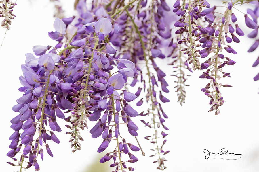 Purple Wisteria on a Windy Day with Signature Photograph by Joni Eskridge Purple Wisteria on a Windy Day with Signature Photograph by Joni Eskridge