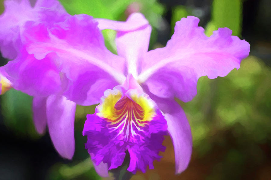 Purple Yellow Orchid Photograph by Loyd Towe Photography