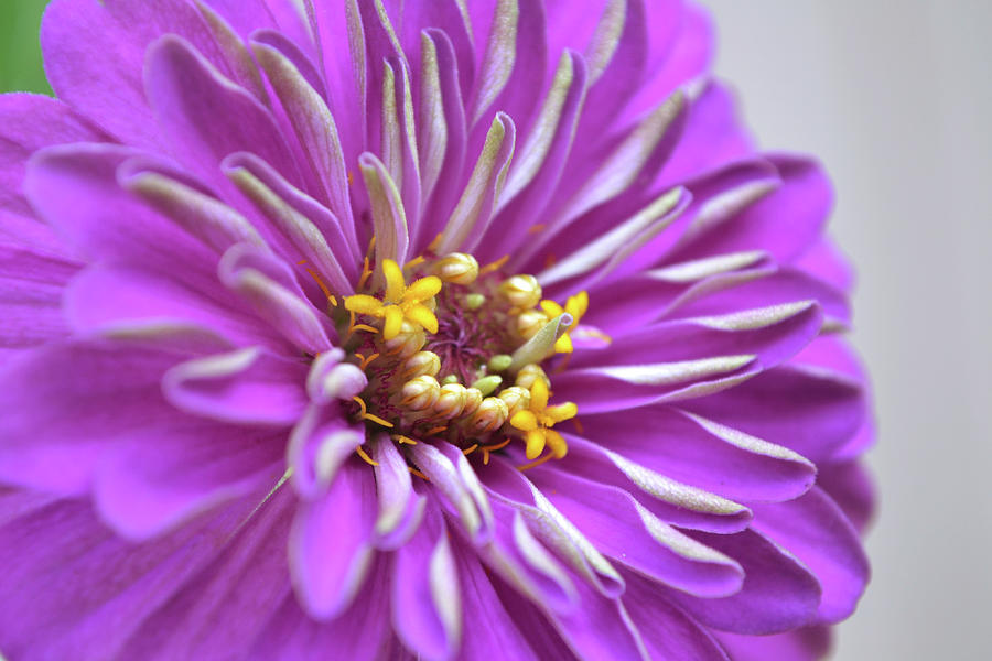 Purple Zinnia Flower Macro Photograph