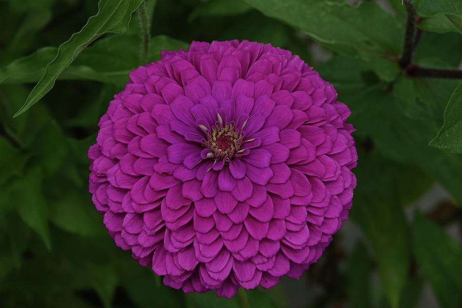 Purple Zinnia Photograph by Greg Boutz Fine Art America