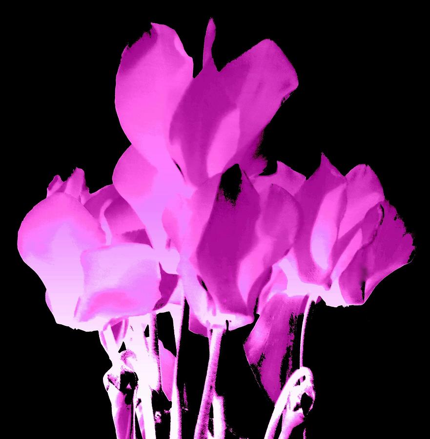 Purpleiscious Cyclamen  -  For Janet  Marie Photograph by VIVA Anderson